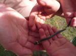 Kinder haben eine junge Ringelnatter gefunden